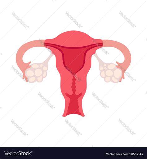 Female Reproductive System Royalty Free Vector Image