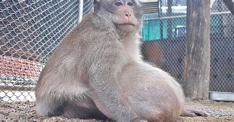 Thailands Chunky Monkey On Diet After Gorging On Junk Food Archives