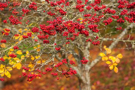 Red Berries Of Crataegus Persimilis Prunifolia In Autumn Flowering