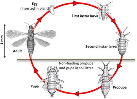 Life Cycle Of Thripidae Eg Thrips Palmi Download Scientific Diagram