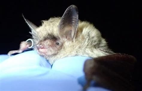 Northern Long Eared Bats Living In Indiana Facing Extinction Now