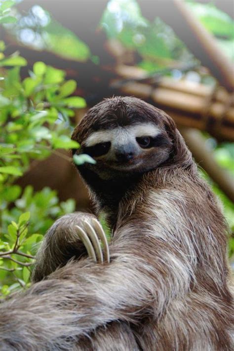 67 Best Sloths Images On Pinterest Hilarious Pictures