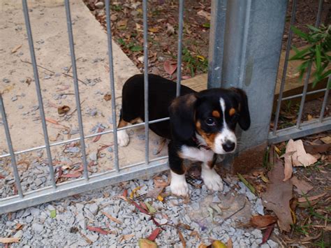 Puppy Stuck In The Fence Teh Cute