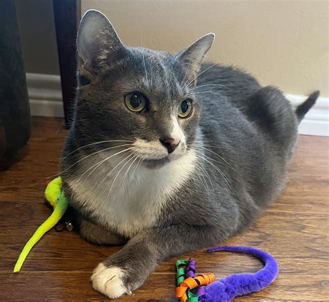 Teddy – Hearts & Tails of Hope Pet Rescue