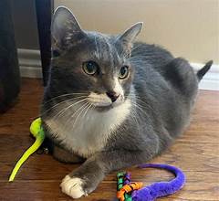 Furry Tails Of Hope How Shreveport Pet Rescue Mends Broken Hearts And Heals Souls