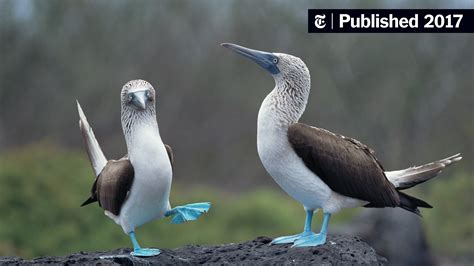 On Galápagos Revealing The Blue Footed Boobys True Colors The New
