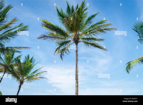 Coconut Palm Tree Perspective View From Bottom Floor Stock Photo Alamy