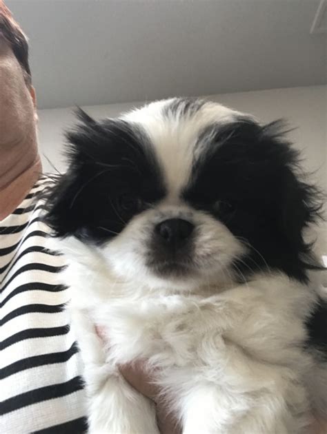 Japanese Chin Puppies For Sale Salem Or 275703
