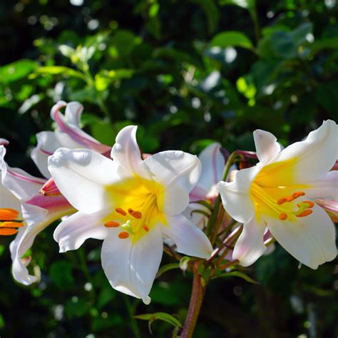 Gorgeous Fragrant Trumpet Lily Bulbs For Sale Online Regale Easy To