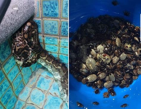 Australian Snake Catchers Rescue Python Covered With 500 Ticks India