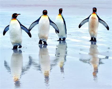 Penguins Walking On Ice Animal Photo Wallpaper Preview