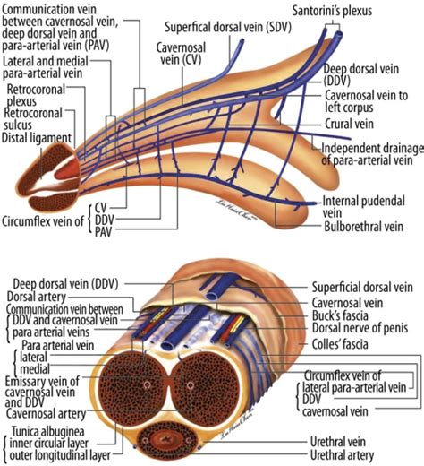Best Anatomy Images Anatomy Arteries Veins Anatomy Physiology Sexiz Pix