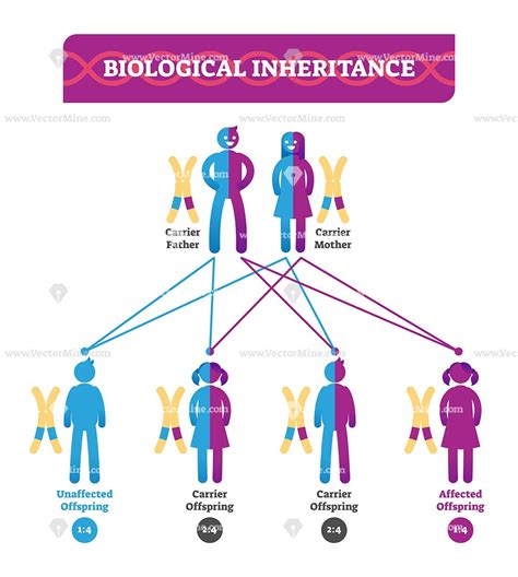 Biological Inheritance Medical Vector Illustration Diagram Medical