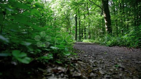 A Path In The Middle Of A Forest With Lots Of Trees And Leaves On It