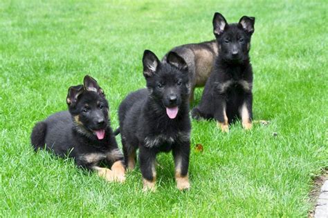 Duitse Herder Moederhond Hezehof