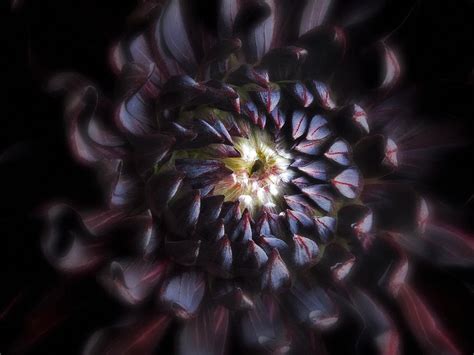 Black Purple Dahlia Flower Photograph Photograph By Artecco Fine Art