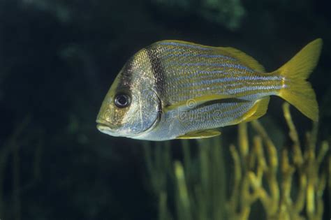 Atlantic Porkfish Tropical Fish Stock Image Image Of Aquarium Hobby