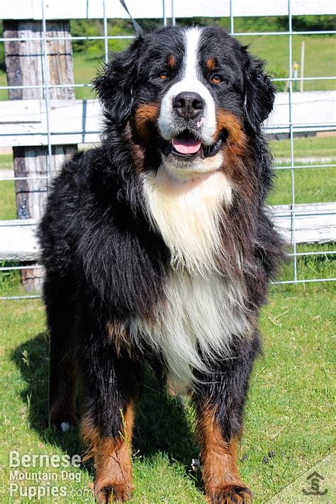 Fjord Retired Sweetwater Farms Bernese Mountain Dogs