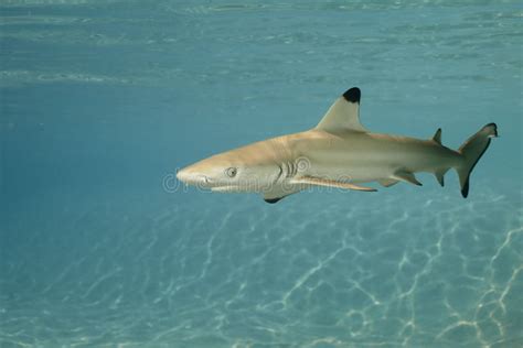 Blacktip Reef Shark Carcharhinus Melanopterus 01 Stock Photo Image Of