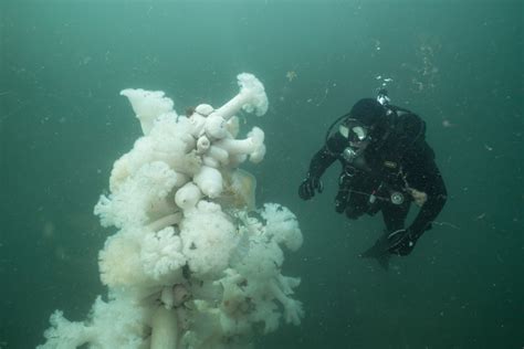Scuba Diving In The Puget Sound | Divers Institute of Technology