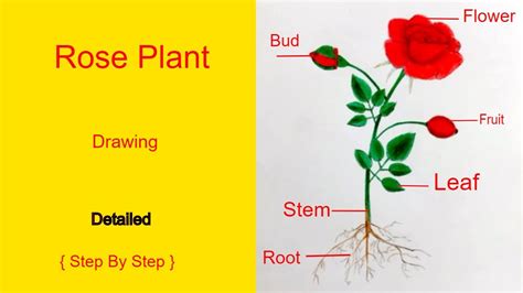 How To Draw A Rose Plant For Beginners Rose Plant Anatomy Sketch