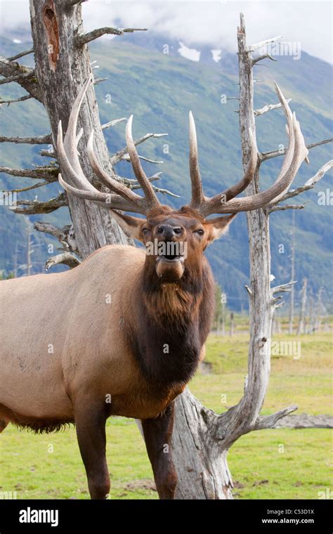 Close Up View Of A Roosevelt Bull Elk Bugling During The Autumn Rut At