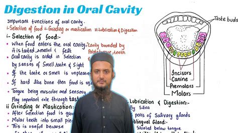 Digestion In Oral Cavity Class 11 Youtube