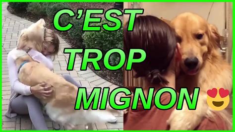 compilation de retrouvailles entre des chiens et leurs maÎtres 1 youtube