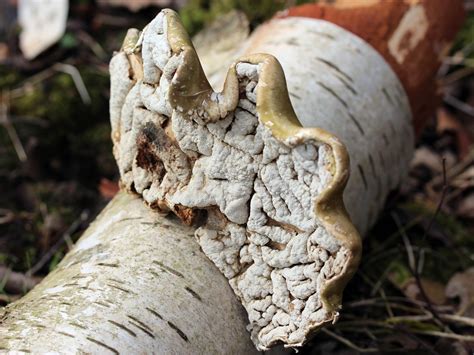 Birch Polypore Fungi An English Wood