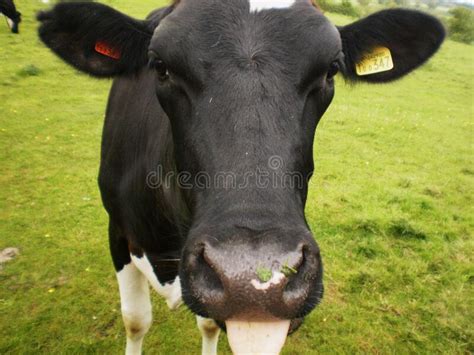 Cow Head Stock Photo Image Of Calf Cattle Environment 187249362