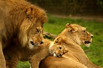 Free photo: Lion Family - Animal, Family, Jungle - Free Download - Jooinn
