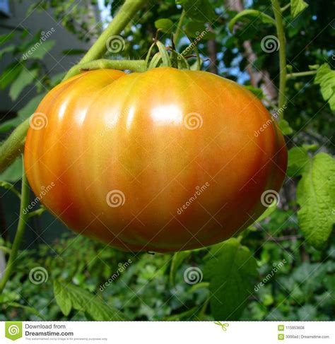 Orange Tomato On Vine Stock Photo Image Of Healthy 115953608