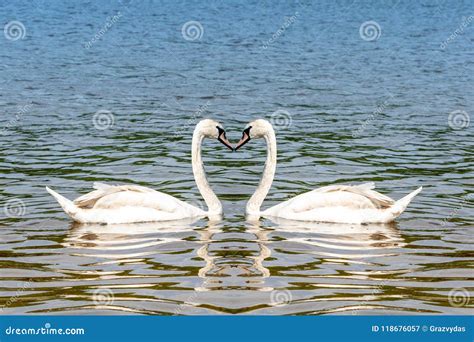 Beautiful White Swans In Heart Shape Stock Image Image Of Pond