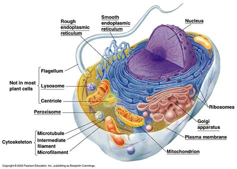 Fungsi secara khusus hanya terjadi pada sel yang merupakan bagian dari organisme multiseluler, misalnya manusia. Pengertian Sel Hewan Beserta Struktur, Gambar dan ...