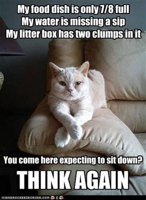 Silly Kitty 250 Funniest Cat Memes Because Cats Funny Cats Funny