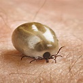 Types of Ticks in Virginia · ExtermPRO