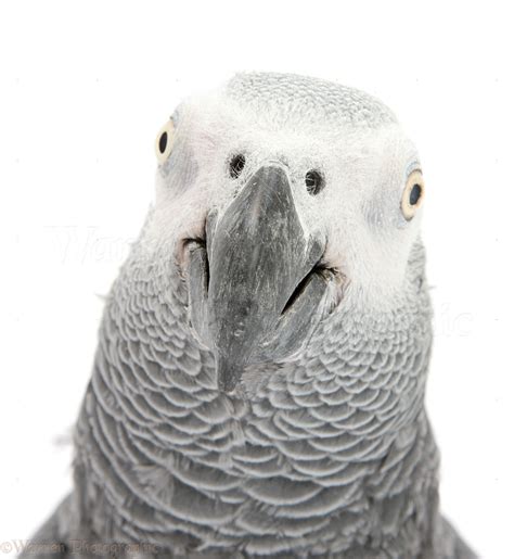 African Grey Parrot Portrait Photo Wp48485