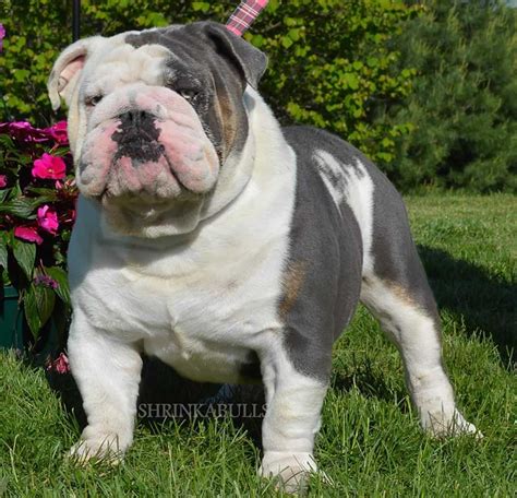 An english bulldog can be bull headed and at first, you may encounter issues with how he would follow you. White and lilac english bulldog | Bulldog puppies, English ...