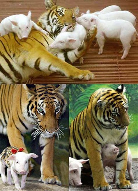 Tiger Accepts Piglets As Her Babies Forums