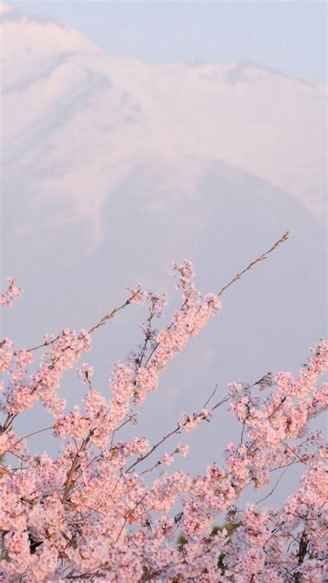 Sakura Phone Wallpapers Bigbeamng