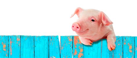 La madre de paolo guerrero habló en exclusiva para día d, donde comentó no tenerle rencor a magaly medina. PETA y su inmensa labor para proteger a los animales