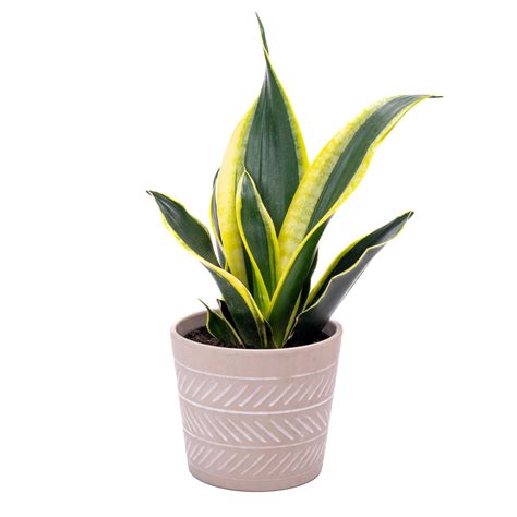 Healthy Home Snake Plant Sansevieria Robusta Tropical Plant With