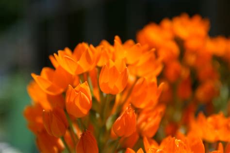 20 Orange Flower Wallpapers
