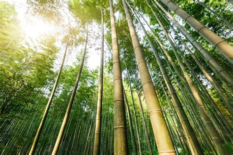 Green Bamboo Forest Stock Photo Image Of Forest Bamboo 67022054