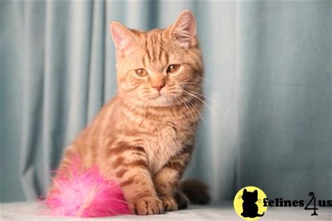 British Shorthair Kitten For Sale Beautiful Cinnamon Tabby Boy He