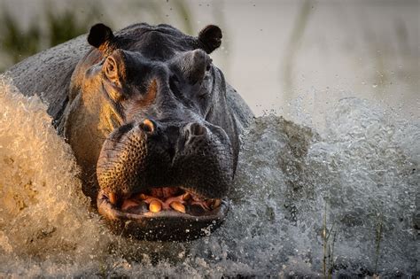 2016 National Geographic Nature Photographer Of The Year The Atlantic