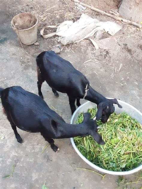 Black Bengal Goat Khasimalefemale Meat 7 To 12 Months At Rs 450kg