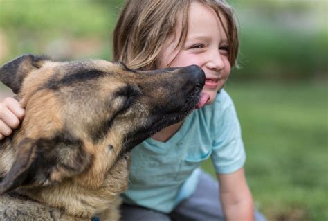 In fact, certain breeds of purebred dogs, including the german shepherd breed, have a higher incidence of genetic food allergies than other dog breeds. Food Allergies Archives | :: VETDERM CLINIC