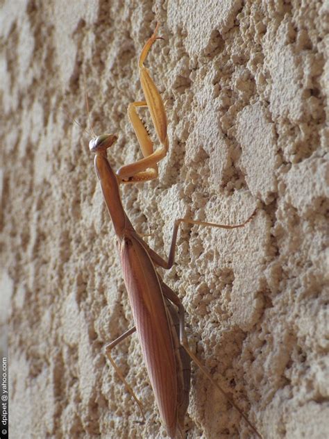 Mantis Religiosa Une Mante Religieuse Femelle Adulte Mant Flickr