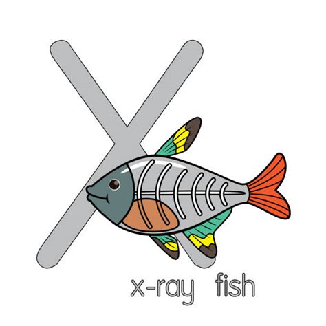 Xray Fish Illustrations Royalty Free Vector Graphics And Clip Art Istock